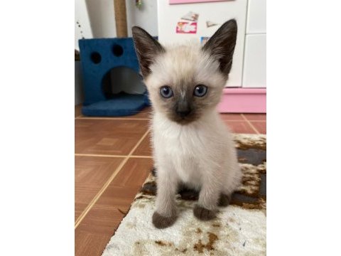 British blue point siyam kedisi kırması