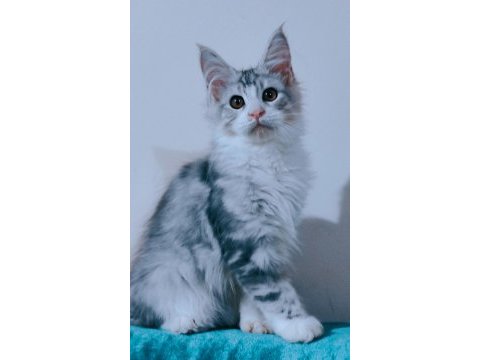 Maine coon polidaktil