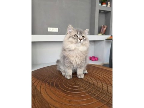 British longhair kedilerim