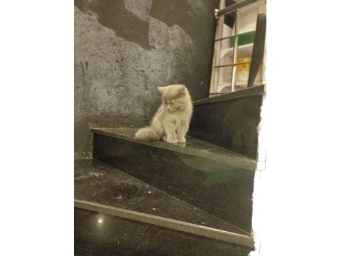 Orjinal 2 aylık iç dış parazitleri yapılmış kedimiz