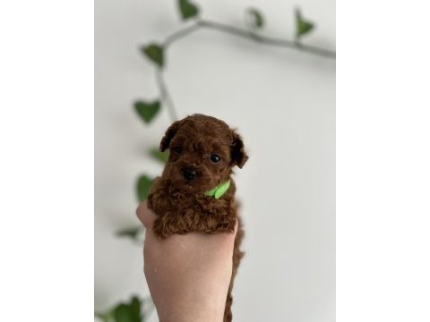 Micro boy poodle yavrular