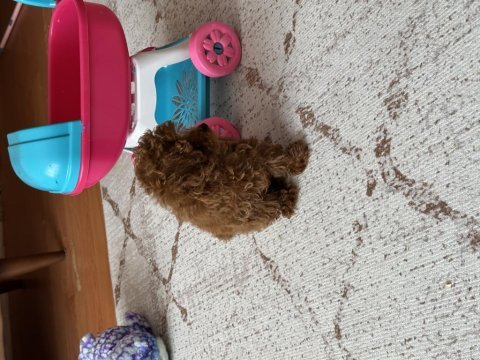 Kore tea cup poodle
