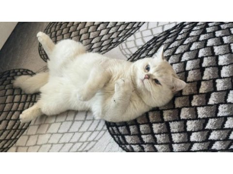 British shorthair kedisi