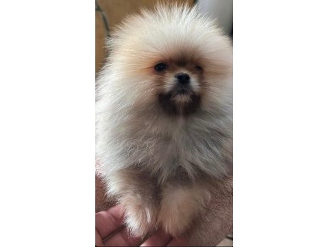 Pomeranian boo yavrular