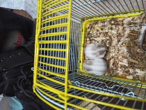 Ele alışık gonzalez hamster