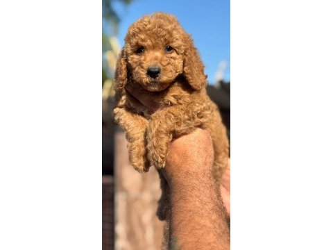 Standart poodle çok şeker yavrularım 