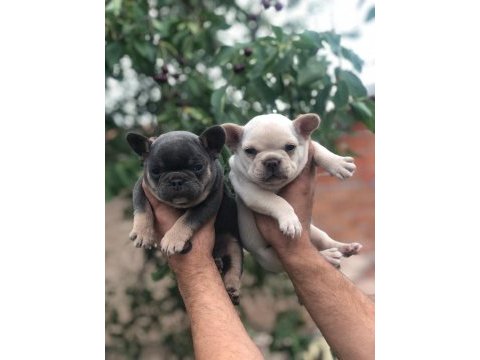 İki güzellik ilanda bir dişi bir erkek french bulldog