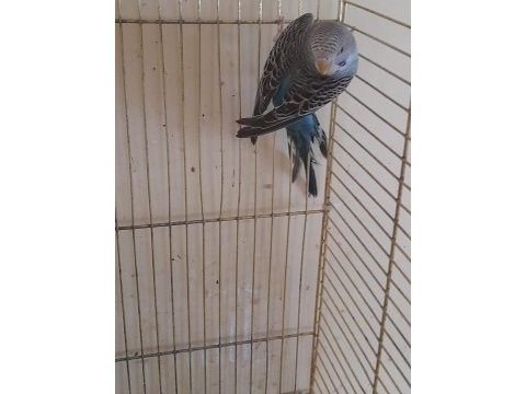 2 aylık genç maviş dişi muhabbet kuşu