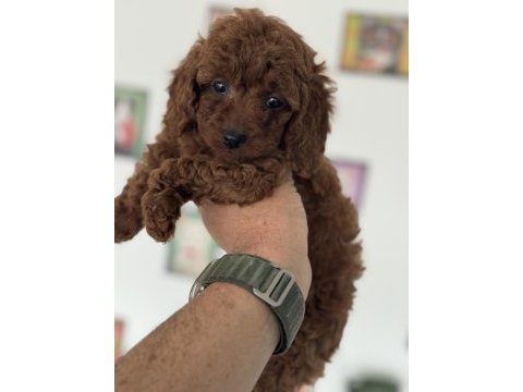 Petmode köpek çifrliğinden kore toy poodle yavrular