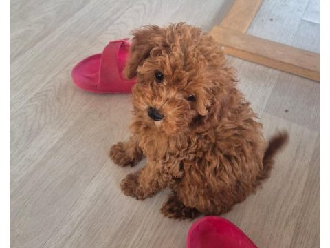 Kucuk prenses köpekler