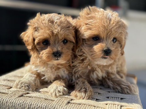 Ankaranın en seçkin maltipoo yavruları petmode den