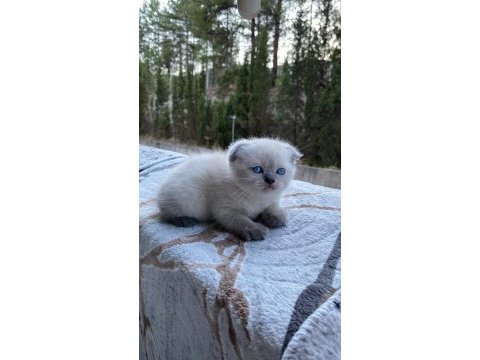 Blue point scottish fold