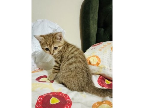 Güzel golden tabby bir prenses kedimiz bırakıyorum buraya