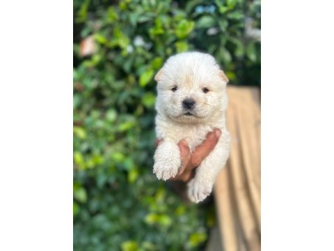 Bembeyaz chow chow yavrumuz yeni yuvasını arıyor