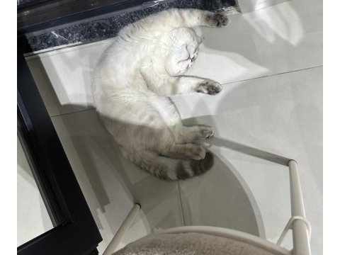 1,5 yaşındaki kedimizi çiftleştirmek istiyoruz
