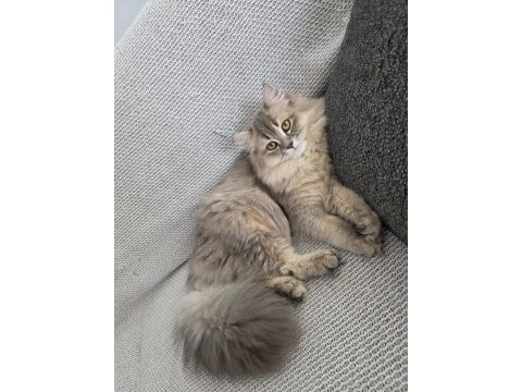British longhair kedilerim