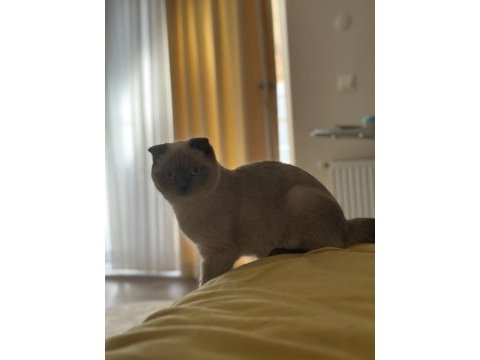 Scottish fold ücretsiz sahiplendirme