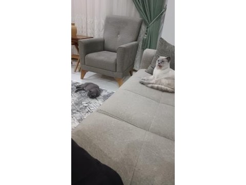 14 şubat doğumlu british shorthair yavrularımız