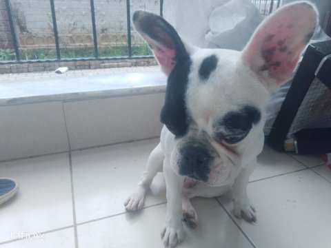 8 aylık çok akıllı bir french bulldog ismi pablo
