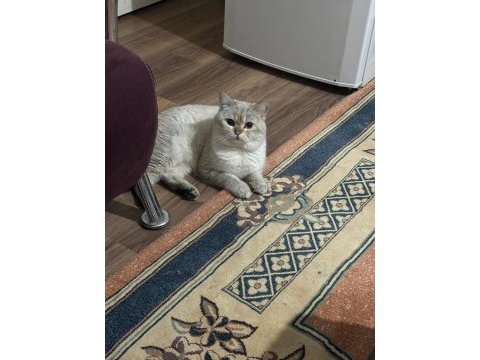 Scottish straight erkek