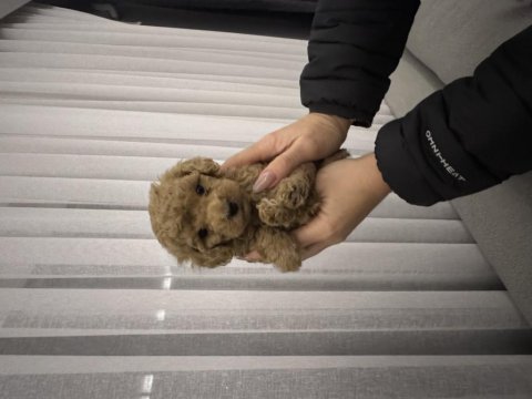 Kore kan poodle bebekler
