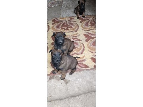 Belçika malinois iyisini büyütmek isteyenlere