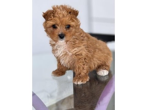 Yavru toy poodle acil verilecektir