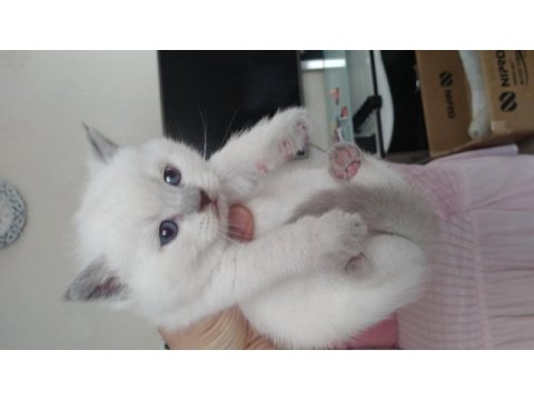 British blue point ve siyam yavrularımız teslime hazır