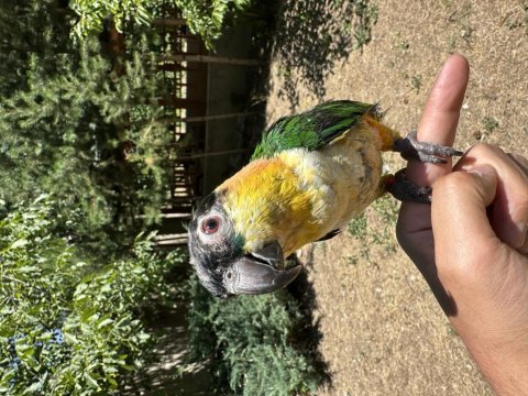 Evcil kayık (caique) papağanı ve kafesi