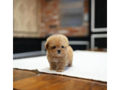 Sağlık garantili safkan maltipoo yavrularımız