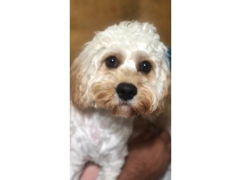 Cavappo köpeği ücretsiz