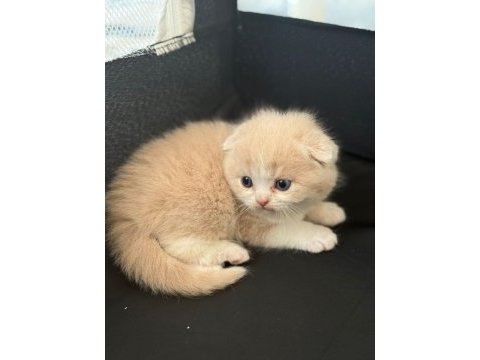2 aylık anne baba şecereli kedimiz kaliteden anlayan yazsın