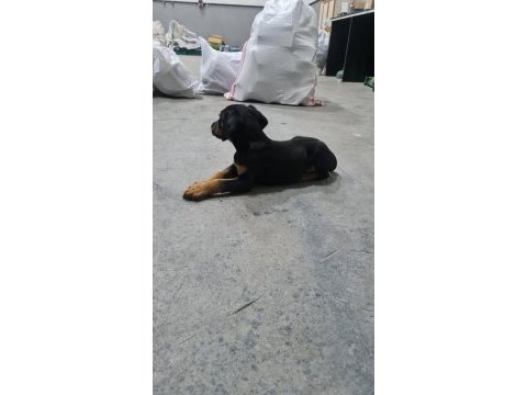 A kalite doberman yavrusu