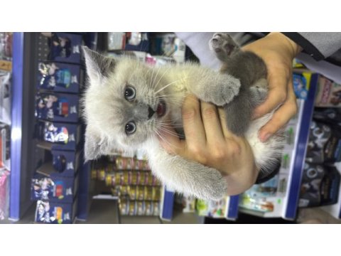 British shorthair 3 aylık kedimiz