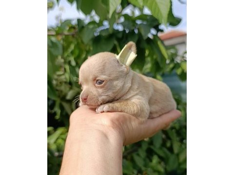 Şivava bebek köpeklerim yeni yuvasını arıyor