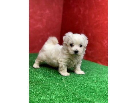 Maltese terrier