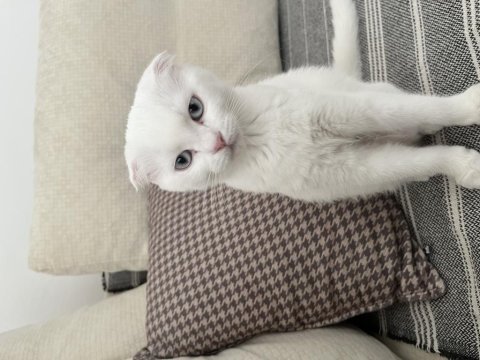 Scottish fold ve scottish straight