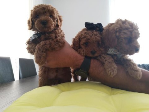 Orjinal toy poodle yavruları