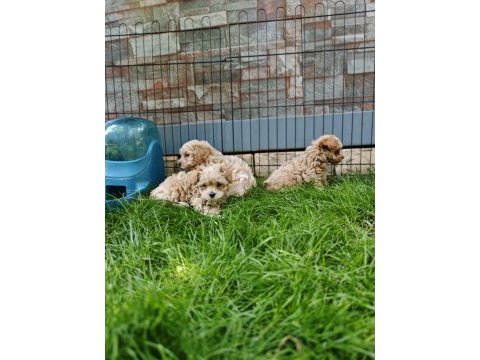 Orijinal maltipoo yavrular