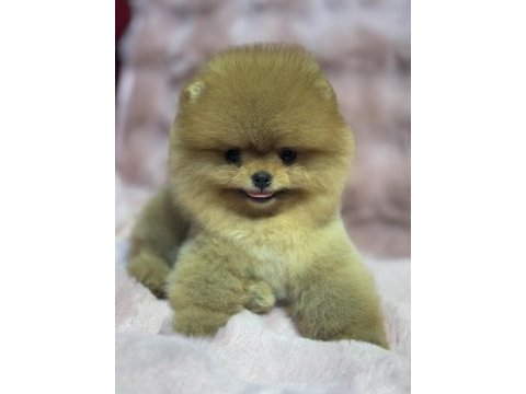Orjinal pomeranian boo bebekler