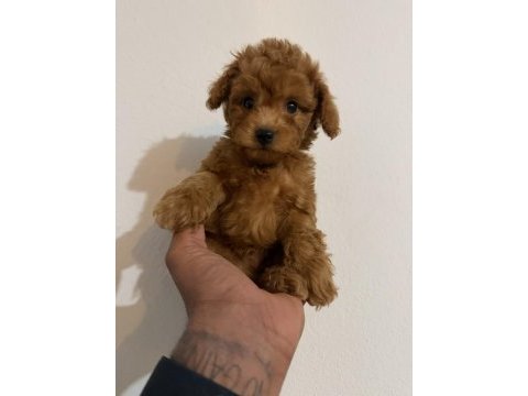 Kore teacup poodle yavrular
