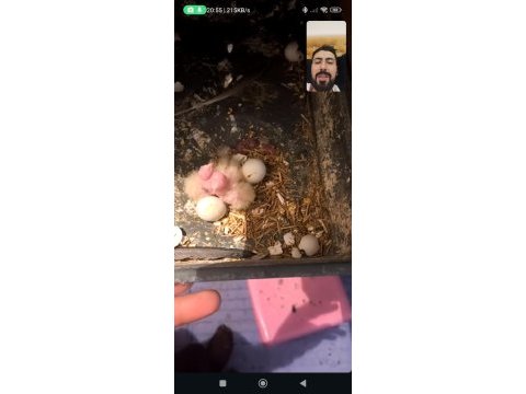 Yumurtlamak üzere olan ve hazır sultan takımlar