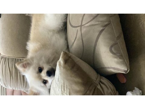 Pomeranian bebisim yeni yuvasını arıyor