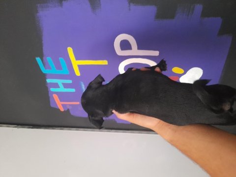 Pug mops yavrumuz mükemmel anatomiye sahip rıfkı