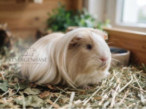 Fethiyeden safkan uzun tüy sheltie ginepig