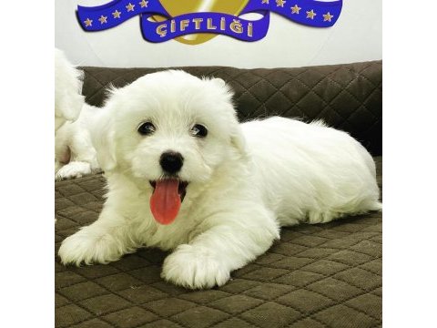 K9 avrupa çiftliğinden maltese terrier yavruları