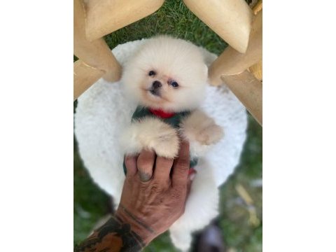 Safkan ayı surat pomeranian boo yavrularım yuva arıyor