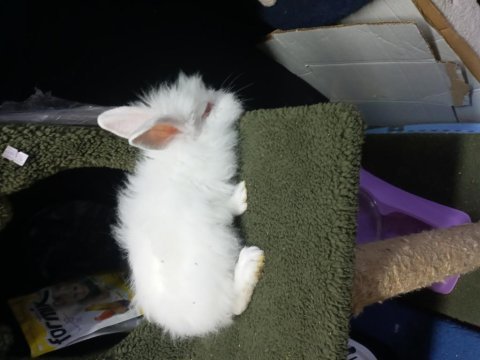 Lop tavşanı beyaz