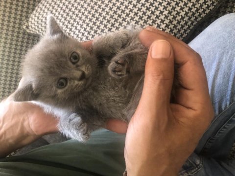 Pofidik bebeğim yeni yuvasını arıyor