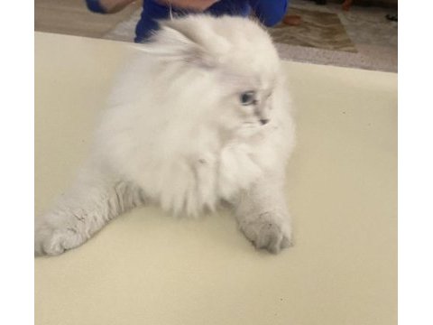 Acil vereceğim british longhair
